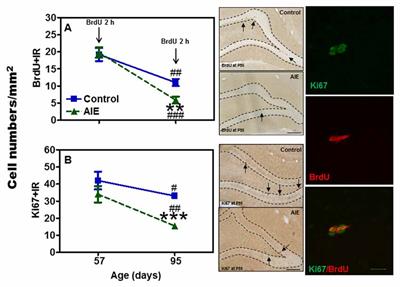 Persistent Decreases in Adult Subventricular and Hippocampal Neurogenesis Following Adolescent Intermittent Ethanol Exposure